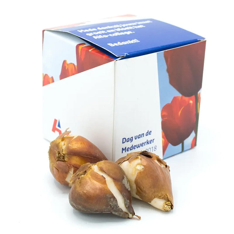 Flower bulb gift